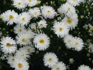 ASTER WYSOKI BIAŁY Mount Everest okazałe kępy SADZONKI miododajny