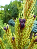 ZWRACAJĄCA UWAGĘ Sosna górska 'Albospicata Domschke' Pinus mugo