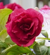 Niecierpek Pełny Impatiens walleriana GLIMMER BURGUNDY