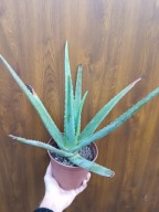 aloe vera aloes zwyczajny don. 16 4 letni