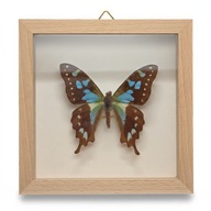 Motyl w gablotce Graphium Bachanensis