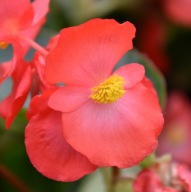 Begonia Big DeluXXe Red with Green Leaf TYP DRAGON