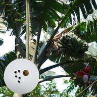 Musa balbisiana var. balbisiana – bananowiec BANAN | 5 nasion + instrukcja