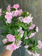 Achimenes Double Pink Rose - kłącze