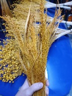 proso naturalne suszone żółte trawy zboże kwiaty kompozycje bukiety