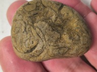 Skamieniałe koralowce algi glony agaty muszlowe