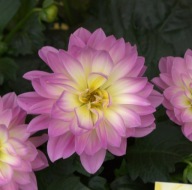 Dahlia x hortensis Dalia Lubega Pink & Cream