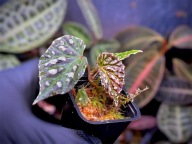 Begonia Dracopelta x Umbrella hybrid Roślina Terrarium Unikat ArkOfPlants