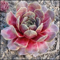 Rojnik DAME ARSAC P8