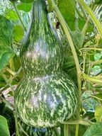 Tykwa Froggy Nasiona Wysyłka z Dostawą 2-6 dni!