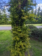 Trzmielina Emerald Gold pnąca sztobry 50 sztuk