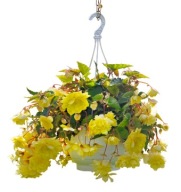 BEGONIA BULWIASTA ZWISAJĄCA Illumination LEMON