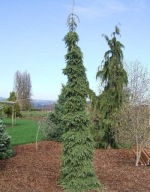 PŁACZĄCY, NOWA PENDULA Świerk biały 'Cindy' Picea glauca C5