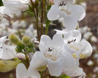 Penstemon „White Bedder” - 400 nasion