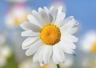 STOKROTKA POSPOLITA ŁĄKOWA KWIETNIE CAŁE LATO 50 SZTUK SADZONKI MIODODAJNE