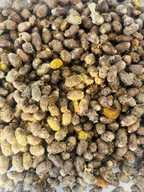 Pszczoła murarka ogrodowa kokony 125szt. + 10%