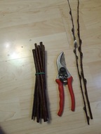 WIERZBA PSZCZELARSKA IBL-8 PLANTACJE BAZI SZTOBRY ZRZEZY