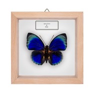 Motyl w gablotce Agrias beata 1