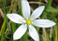 Czosnek Neapolitański biały sadzonka w doniczce p9 10 cm mrozoodporny