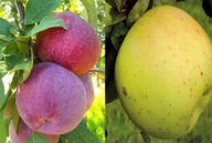 Jabłoń DUO – Lobo + Kosztela, dwie odmiany na jednym drzewku