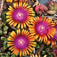 Słonecznica 'Fire Spinner' P9