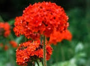 Firletka chalcedońska piękna bylina sadzonka P9