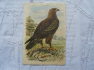 ORLIK KRZYKLIWY ,,,.,