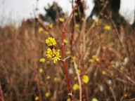 DEREŃ JADALNY 'JULIUSZ' Duża sadzonka