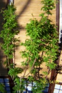 Klon SHIGASHIRA 150cm szczepiony japoński palmowy stary 15 letni okaz inny