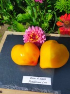 Pomidor Coure di Zebra cytrusowe bawole serce nasiona kolekcjonerskie