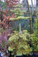 Jodła 2 pienna barwna 12 letnia szczepiona inna