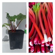 Sadzonka Rabarbaru Victoria Doniczka P9 Plenna i Mięsista