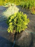 Thuja danica kulka tuja danika kula 20 cm z gruntu najtaniej