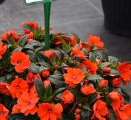 Niecierpek NG Impatiens Magnifico Orange KWIATY DO PÓŁCIENIA