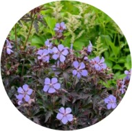 Bodziszek łąkowy 'Midnight Reiter’, 1,5L