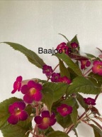 Achimenes RF's Coco - kłącze