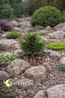 NIE TYLKO DLA KOLEKCJONERÓW, NOWA ODMIANA Sosna czarna 'Mileny' Pinus nigra