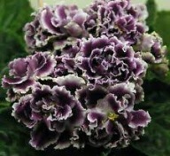 Fiołek afrykański# RS-Gertsoginya # sadzonka