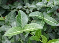 TRZMIELINA Coloratus ŻYWOPŁOT multipaleta