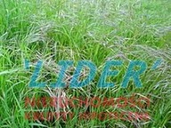 Działka, Tychy, 6000 m²