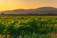 Działka, Świeradów Zdrój, Lubański, 1500 m²