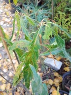 Dąb Posnania długolistny akacja jarzębina grab wiąz lipa buk dąb klon inny