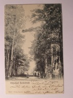 Międzywodzie k / Szczecin rybacy taczki z rybami 1905