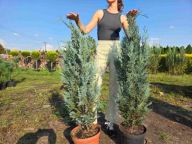 Cyprysik Van Pelts blue 100cm