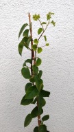 BUGENWILLA, BOUGAINWILLEA SADZONKA BIAŁA pełna ze zdjęcia