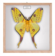 Motyl w gablotce Argema mitrei - samica