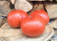 Pomidor Neretvansko čudo nasiona kolekcjonerskie
