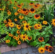 Rudbekia piękne pomarańczowe żółte kwiaty do wazonu długo kwitnie sadzonki