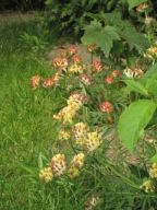 Przelot Pospolity (Anthyllis vulneraria) - mix p9