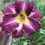 Liliowiec Snaggle Tooth